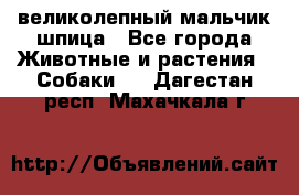 великолепный мальчик шпица - Все города Животные и растения » Собаки   . Дагестан респ.,Махачкала г.